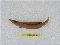 藏品(日本金梭魚)的圖片